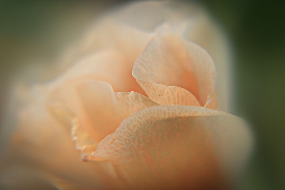 Photograph by Alireza Allamehzadeh