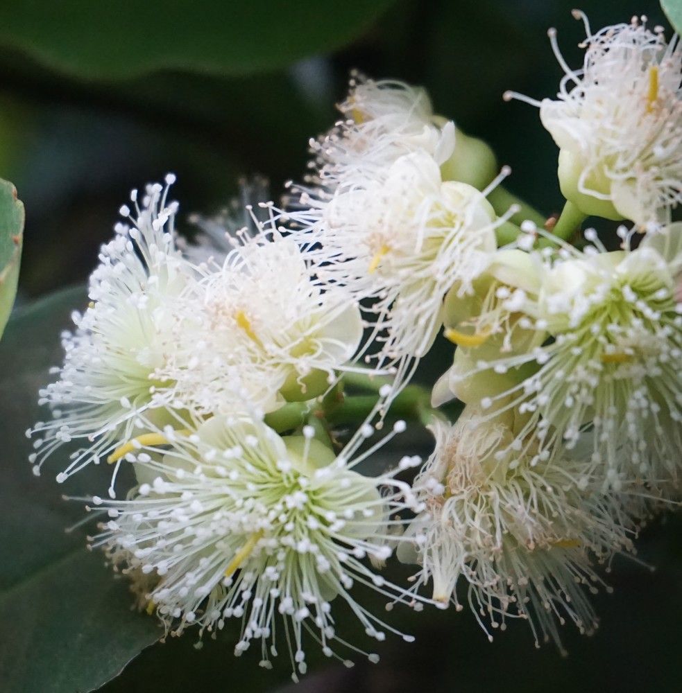 Photograph by R M Bima Mulijarto