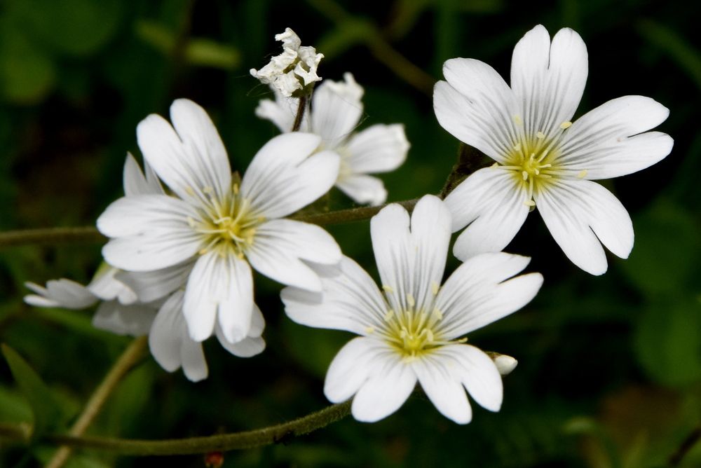 Photograph by Dimon Grinih