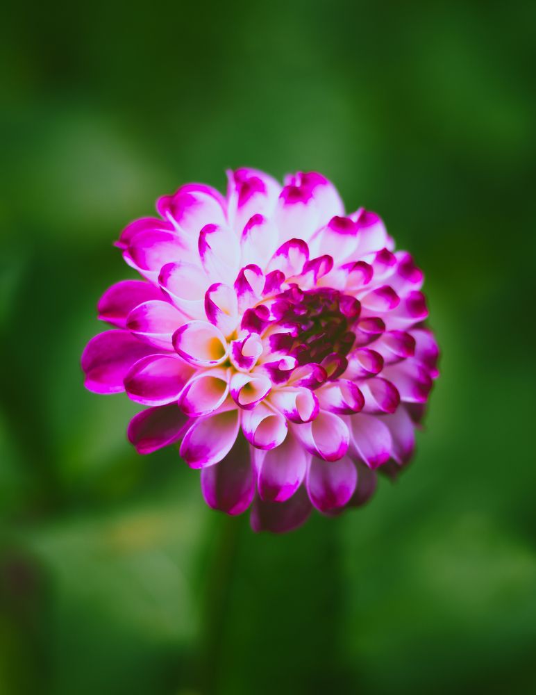 Фотография автора Debapriya Dasgupta