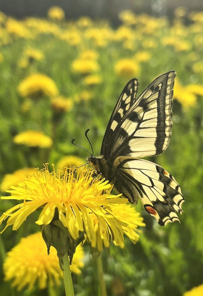 Photograph by Елена Карпухно