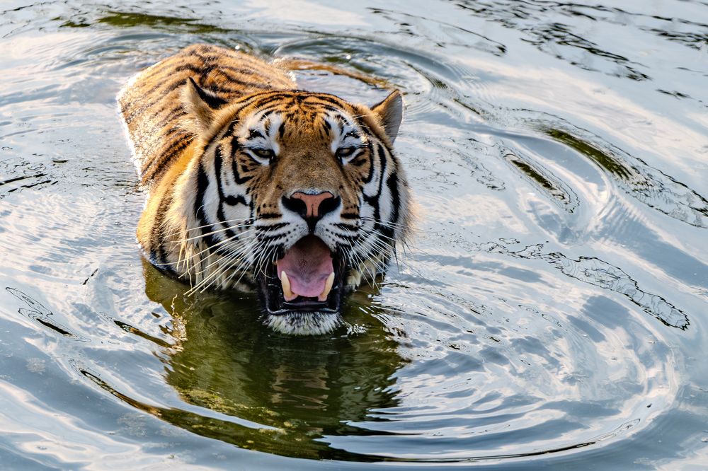 Photograph by Сергей Жиркевич