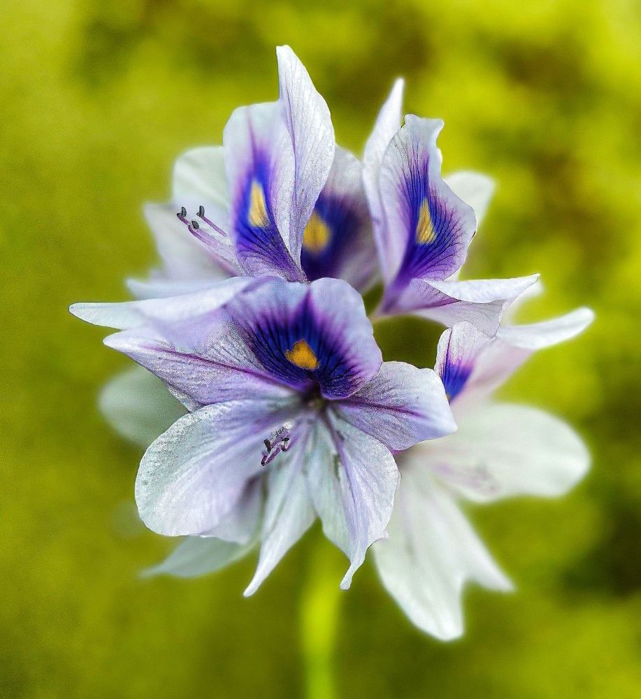 Photograph by Viviana García