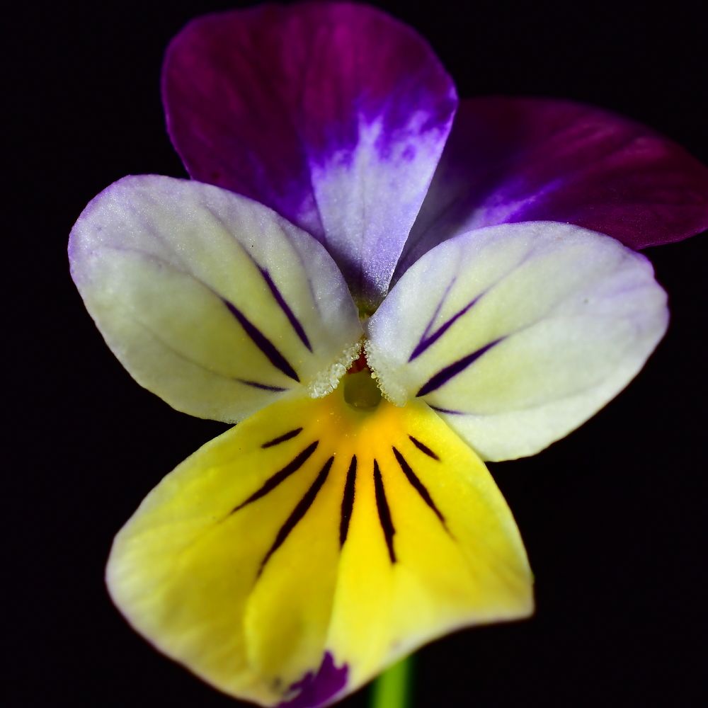 Photograph by Николай Абакумов