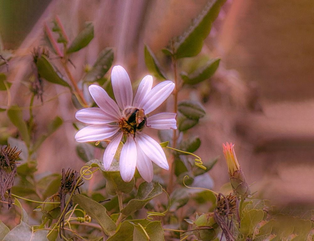 Photograph by Viviana García