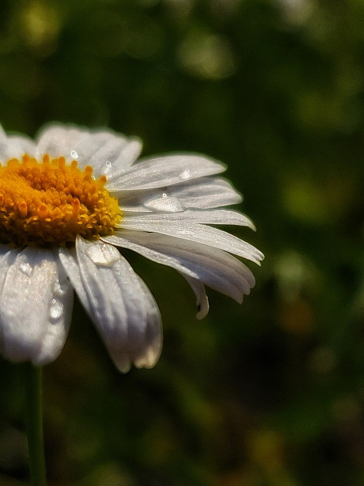 Photograph by Алина