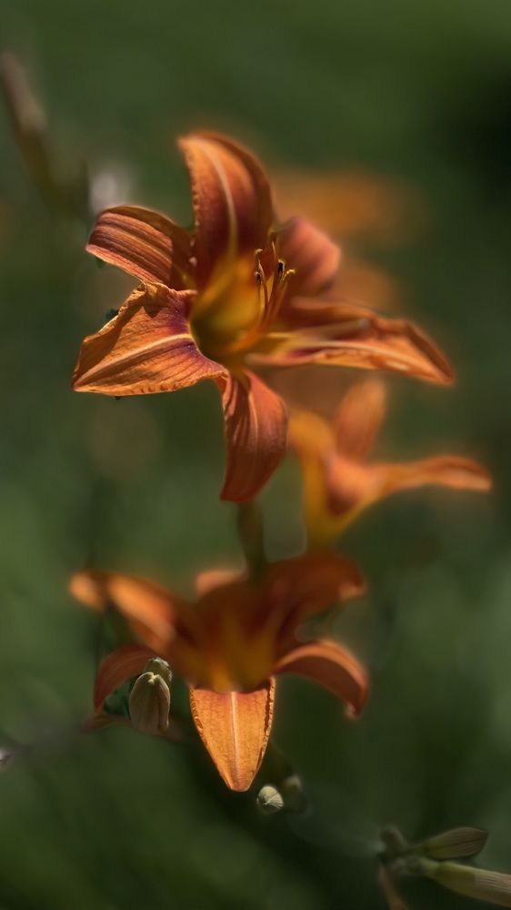 Photograph by Elena Budycheva