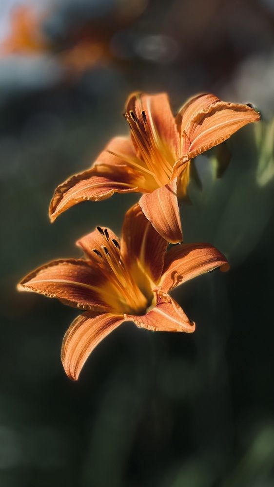 Photograph by Elena Budycheva