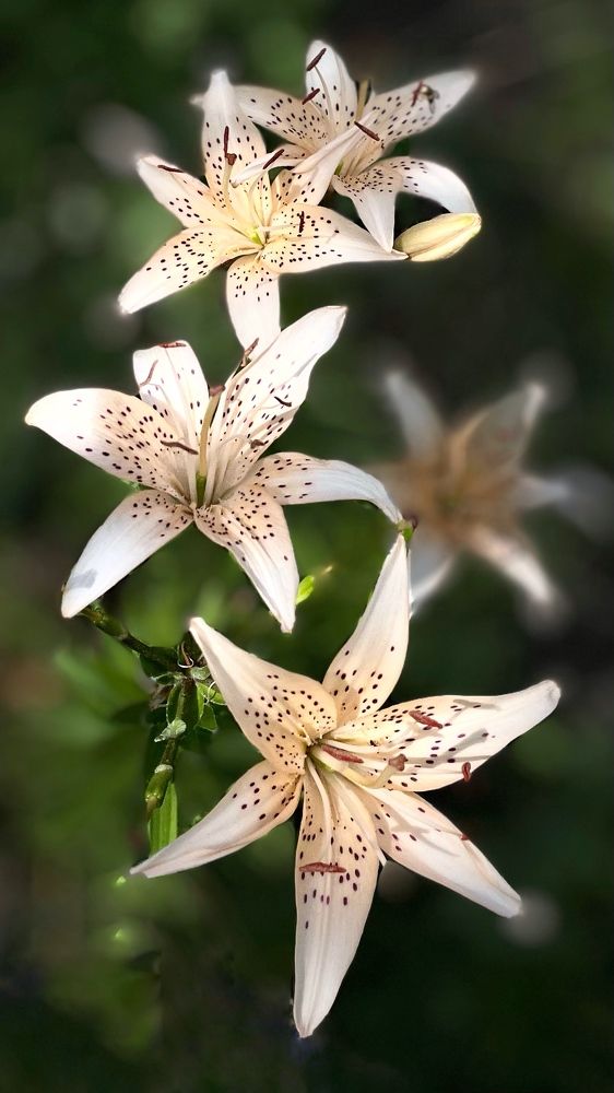 Photograph by Elena Budycheva