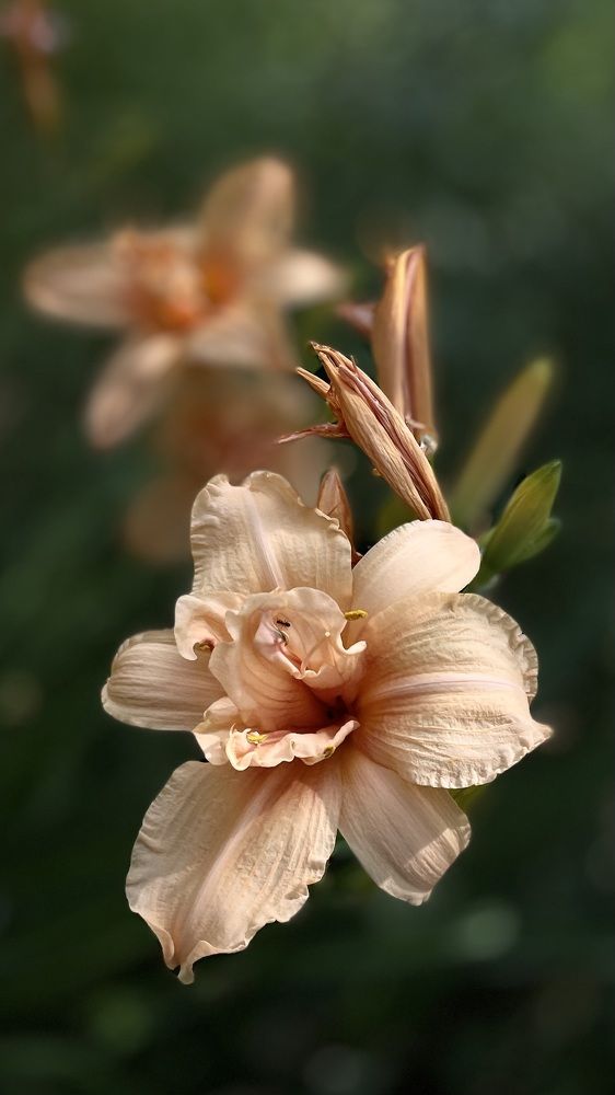 Photograph by Elena Budycheva