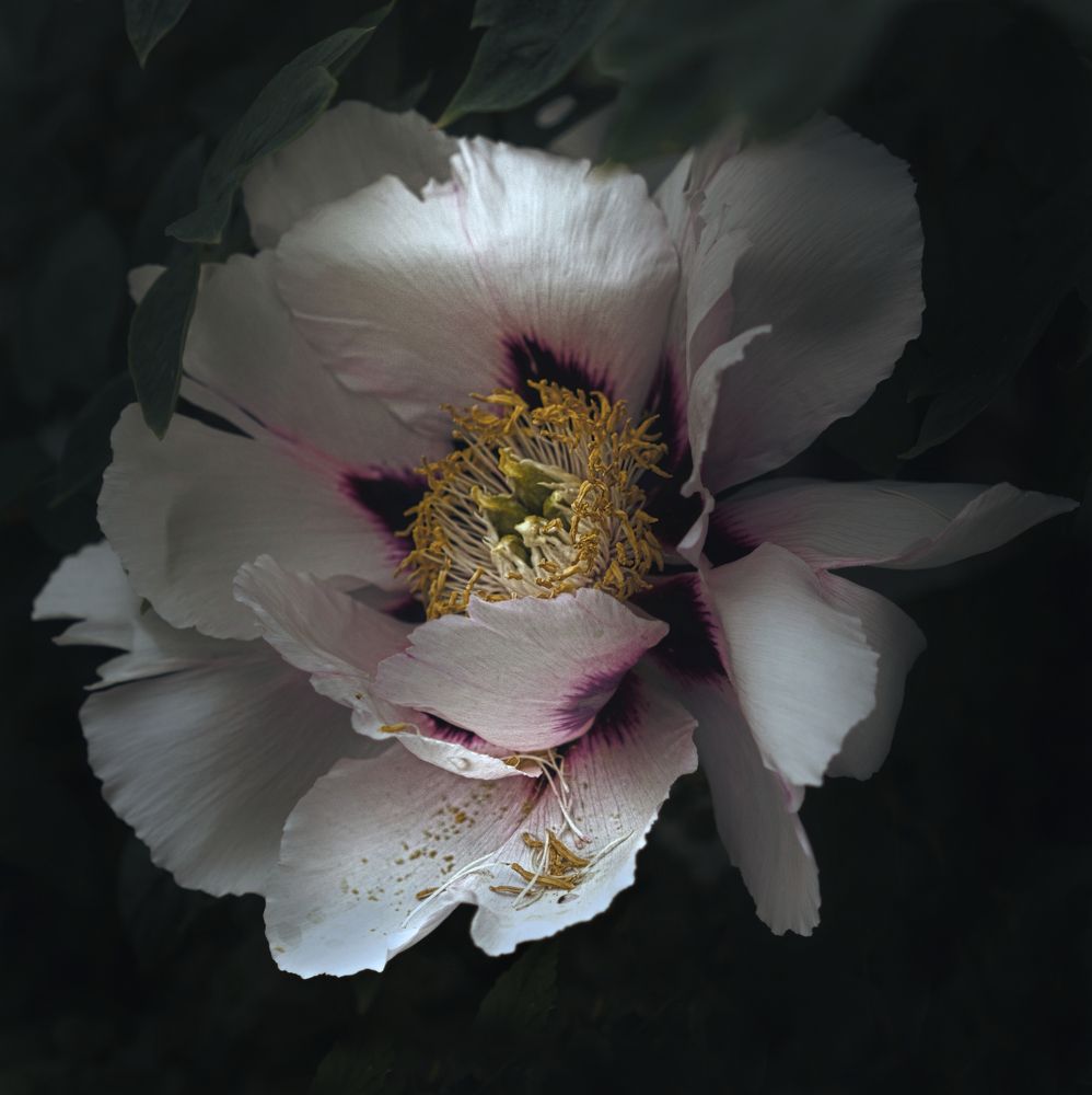 Photograph by Светлана Алексеева