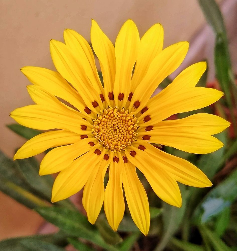 Photograph by Jorge Giol - El Caminante