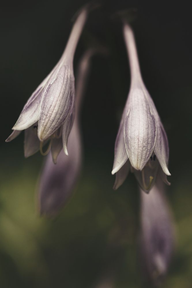 Photograph by Светлана Алексеева