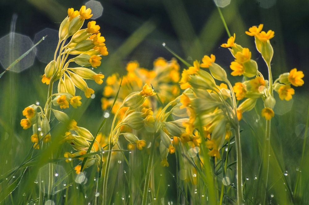 Photograph by Елена Кошелева