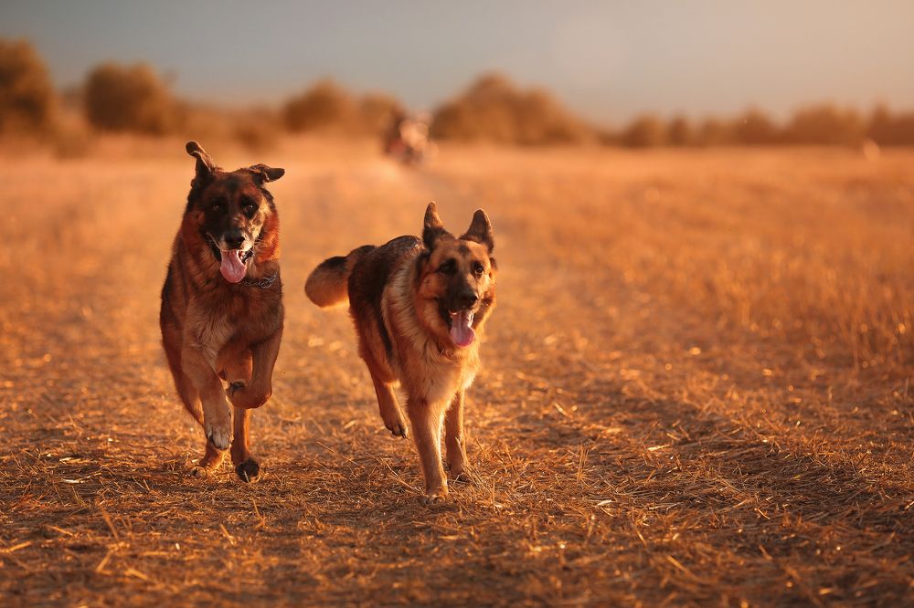 Photograph by Ирина Казанцева