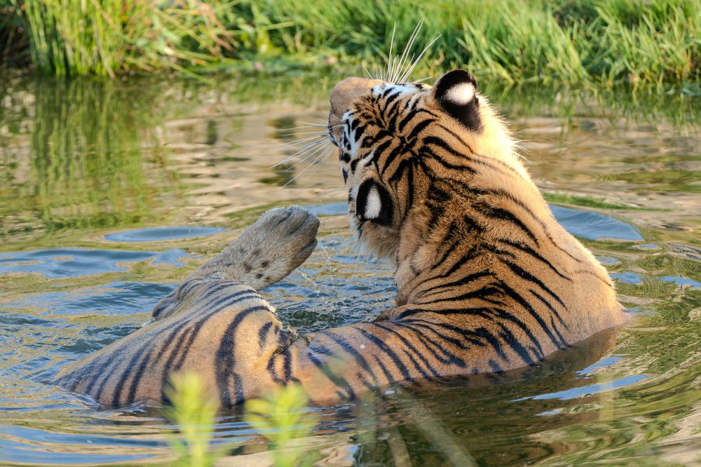 Киске жарко