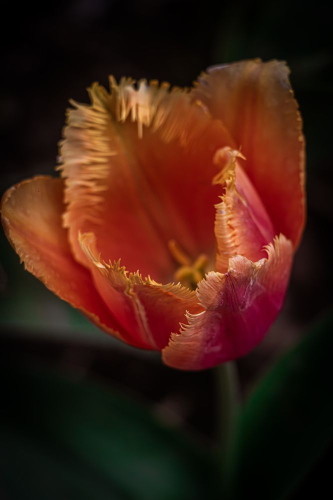 Photograph by Romina Moniri