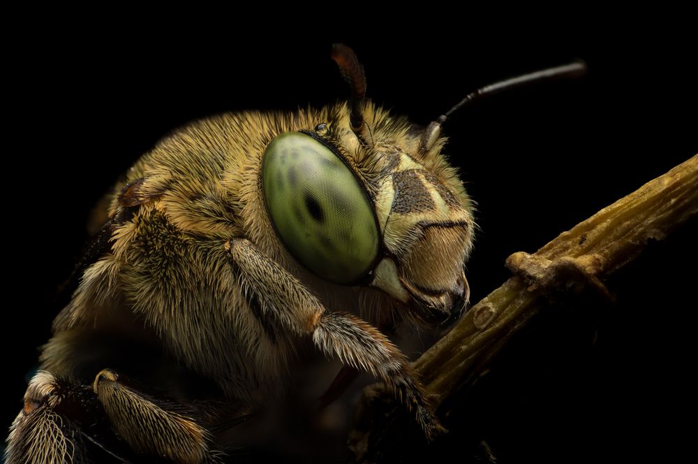 Photograph by Tharindu Gunarathna