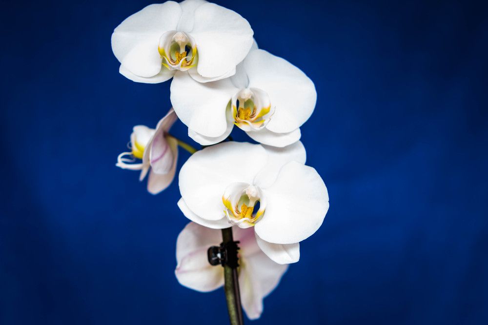 Photograph by Malinda Badenhorst