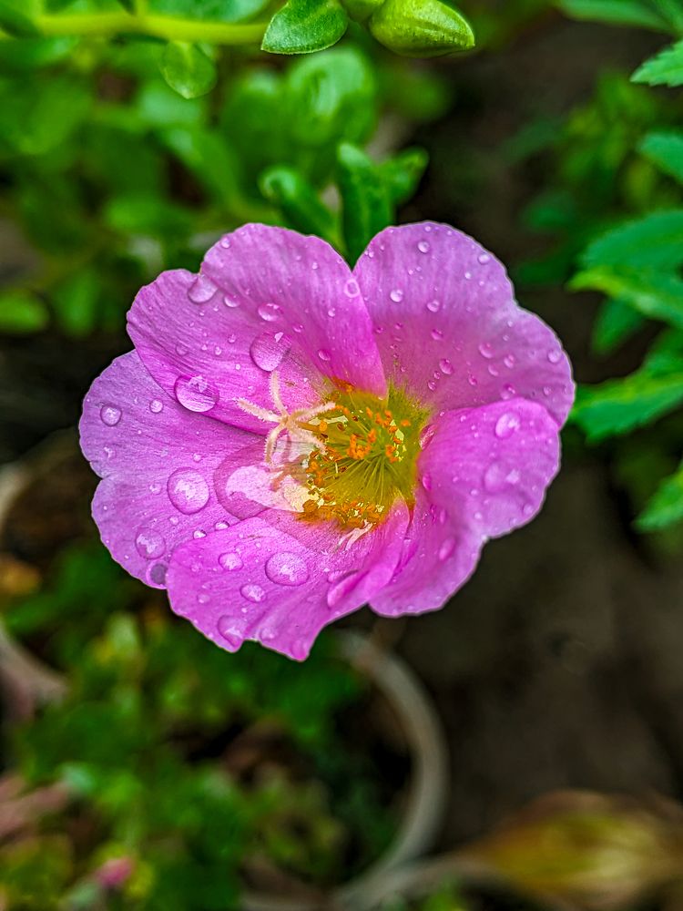 Photograph by Harsh Bavaskar