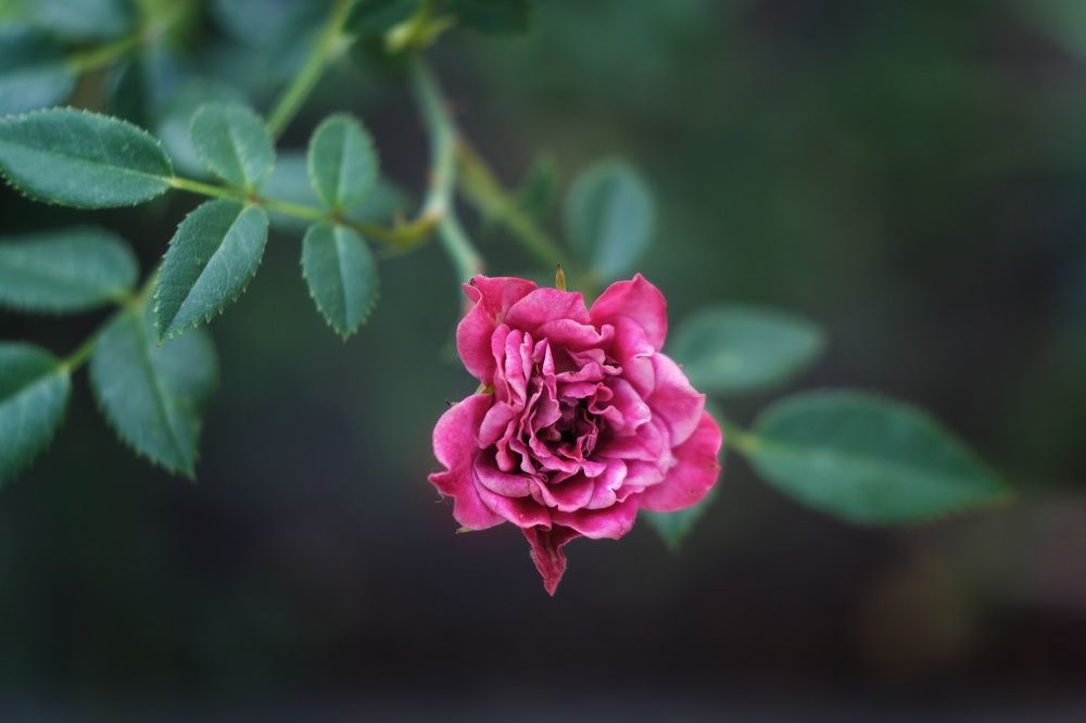 Photograph by Екатерина Загородина