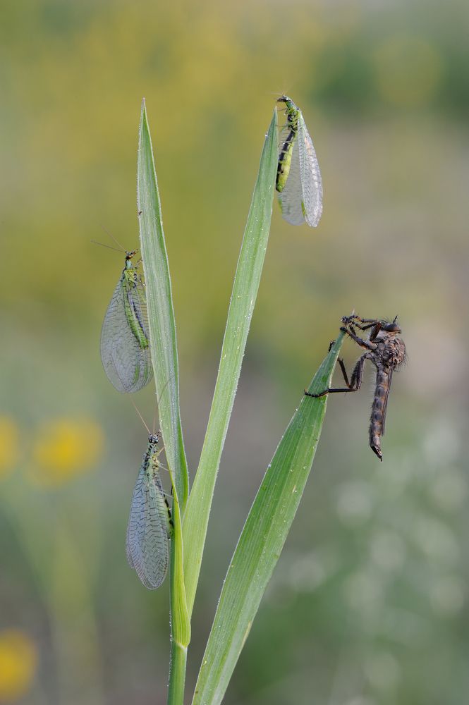Photograph by Чистяков Андрей