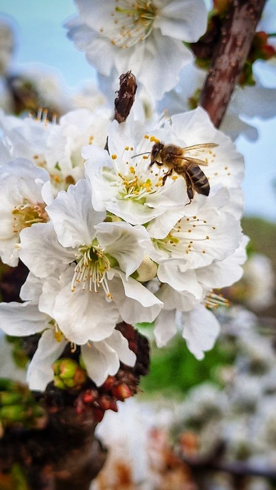 Photograph by Noemí Hornero Alonso