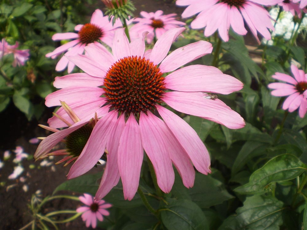 Эхинацея лекарственная.