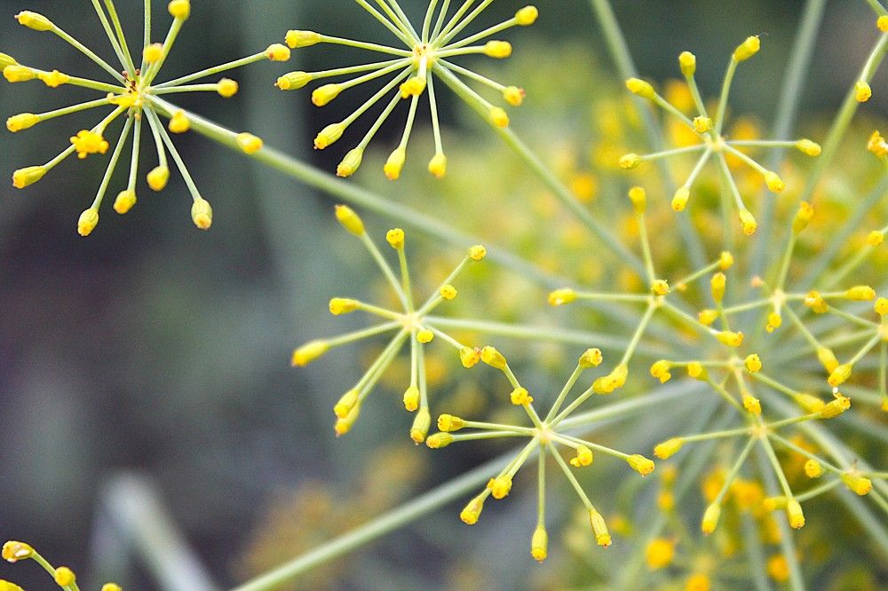 Photograph by Евгения Сараева