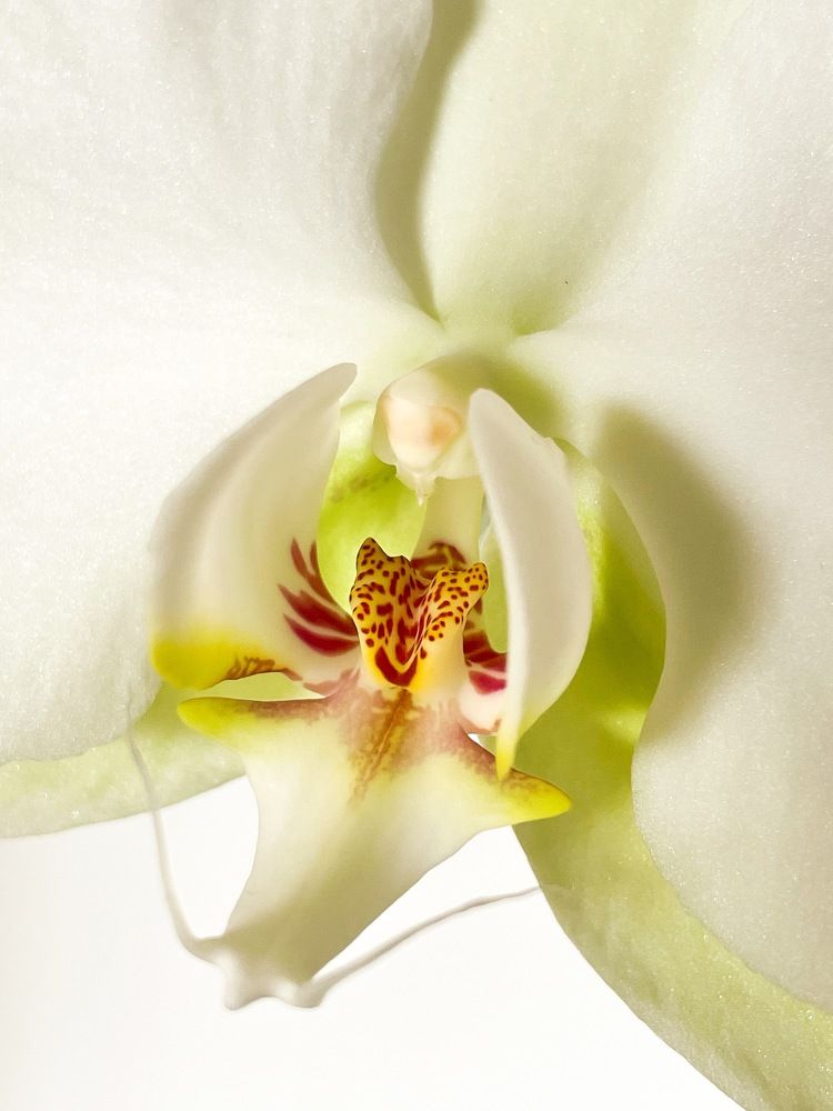 Photograph by Susie Castellano