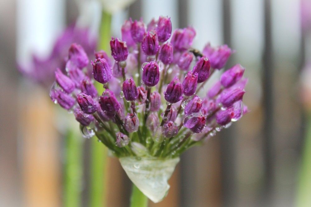 Photograph by Евгения Сараева