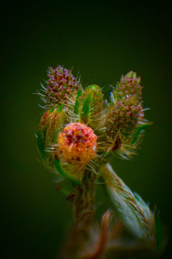 Photograph by Dewindu H. Fernando