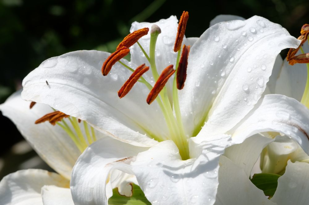 Фотография автора Наталья Липовская