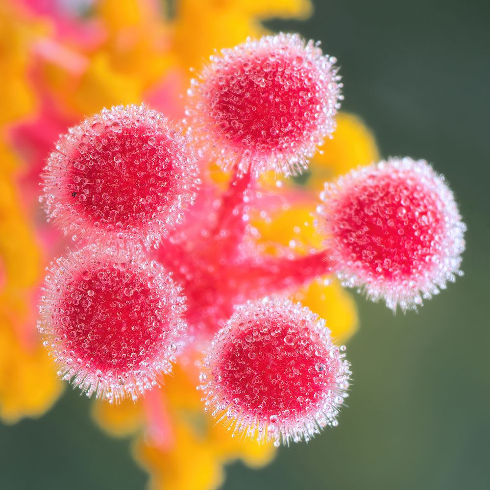 Photograph by Li Chen-You