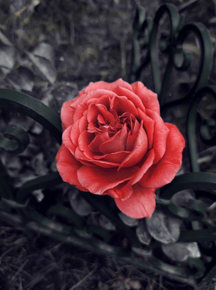 Photograph by Анна Михайловна
