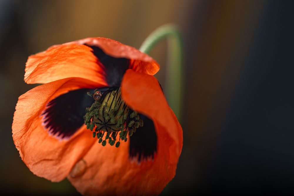 Photograph by Римма Волченко