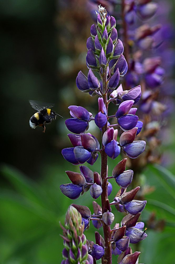 Фотография автора Светлана Цудзевич