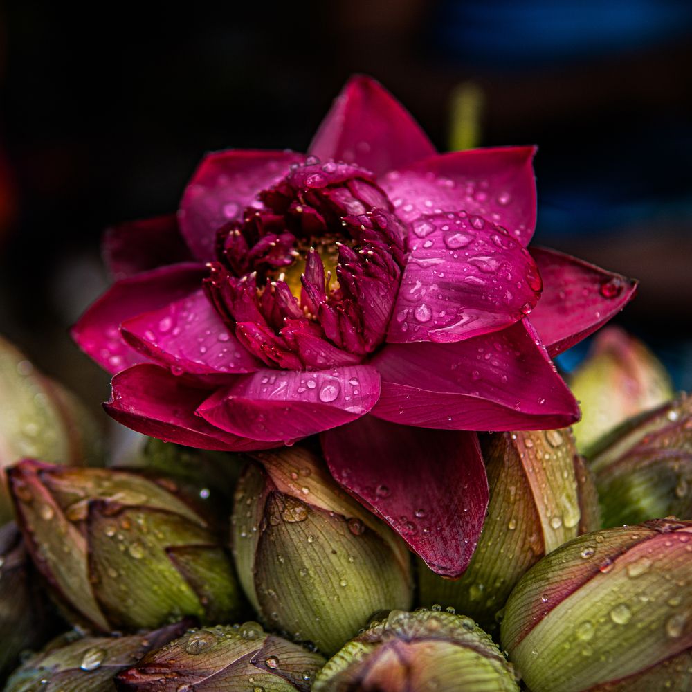 Photograph by Arindam Mullick