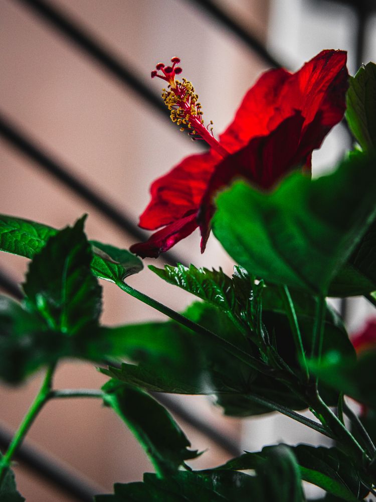 Photograph by Arindam Mullick