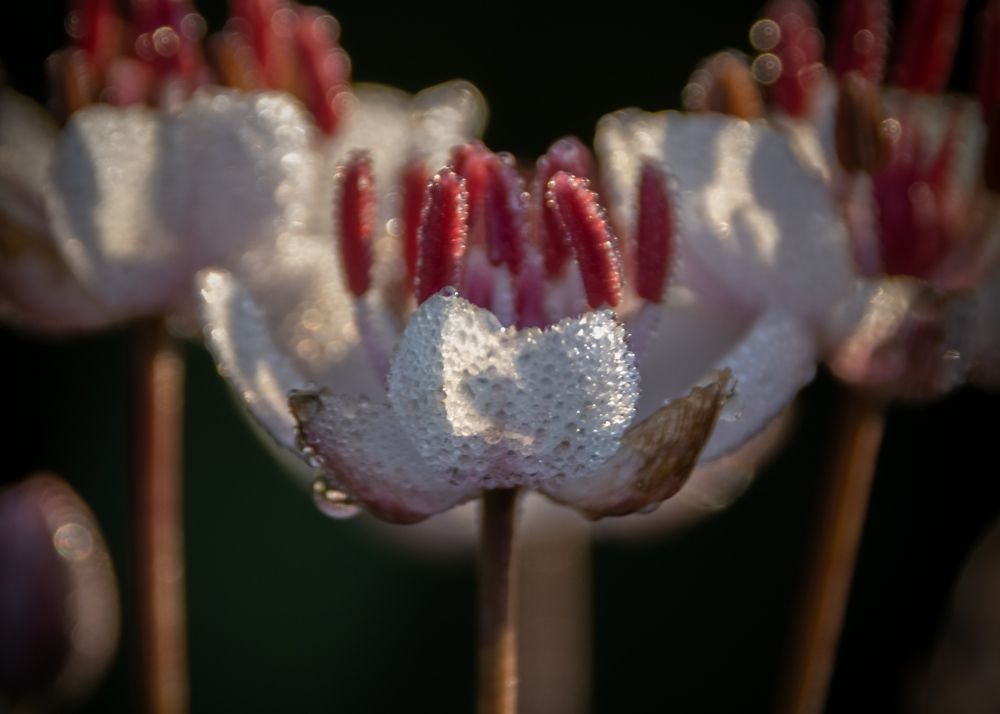 Photograph by Татьяна Романова