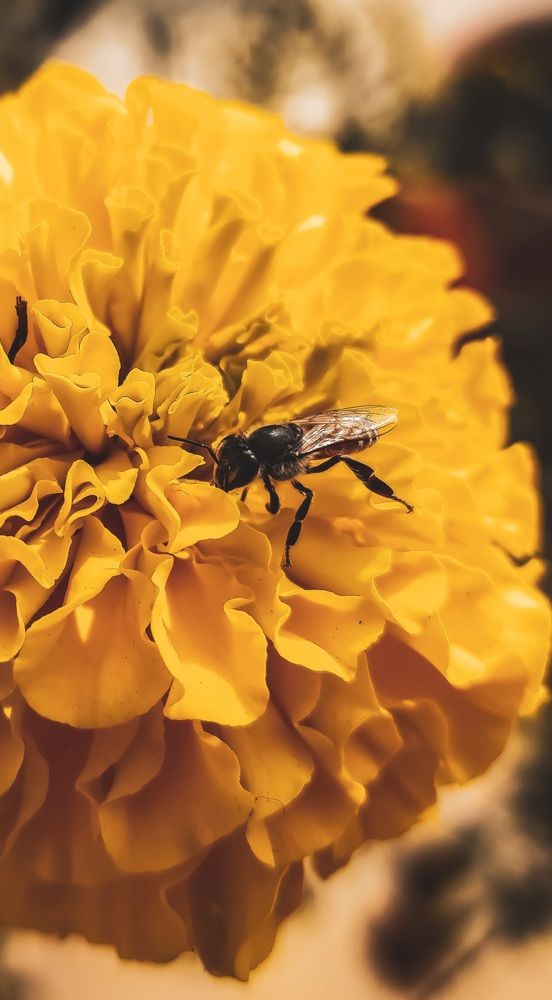 Photograph by SOUVIK PAL