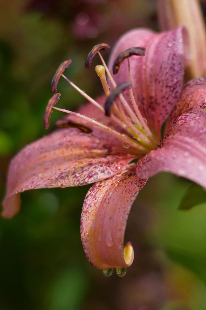 Photograph by Анастасия Филатова