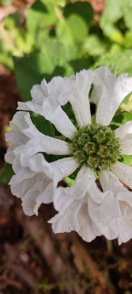 Photograph by CRINALDO REIS