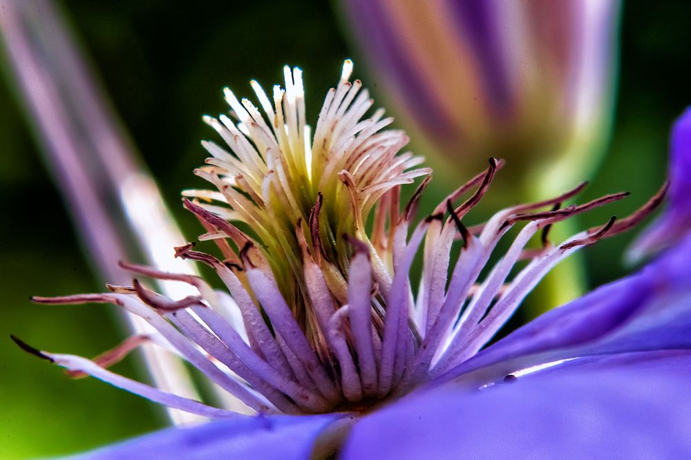 Цветок хосты