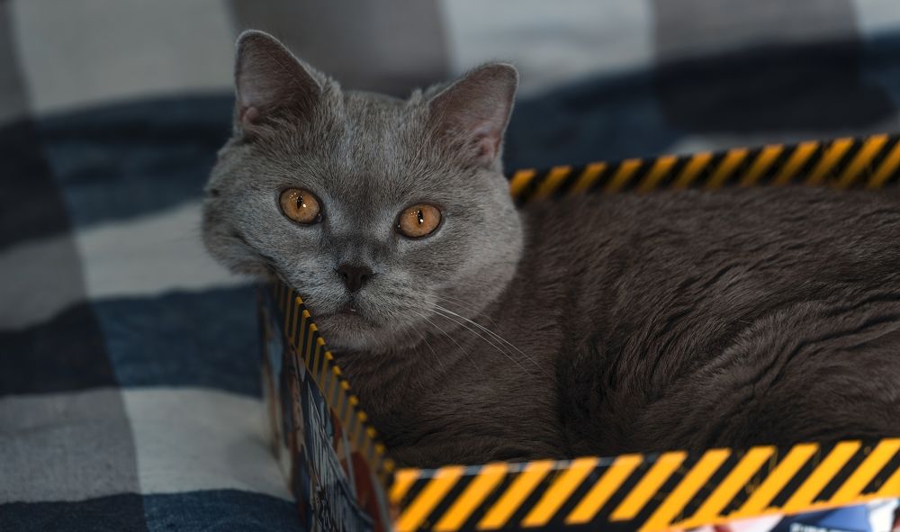 Кот в коробке