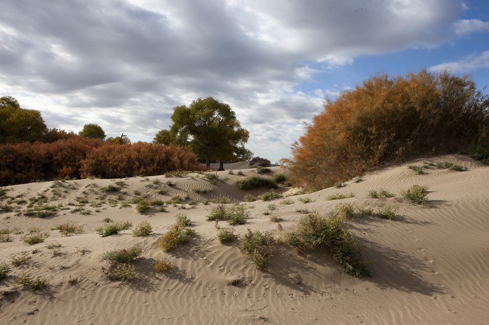 Пустыня наступает