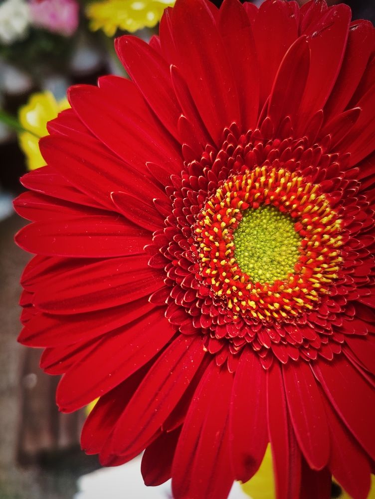 Photograph by Olena Chertous