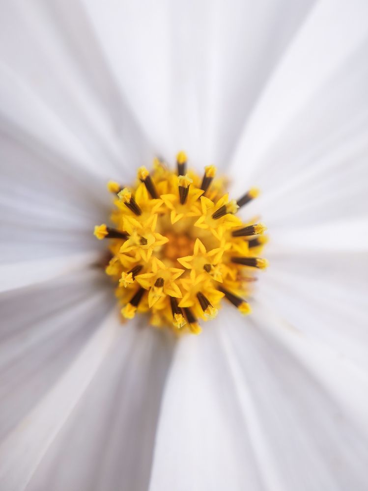 Photograph by Antaryami Das