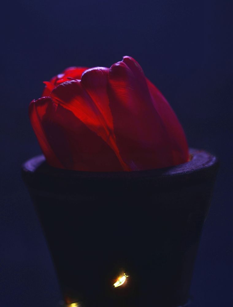 Photograph by Ксения Принцева