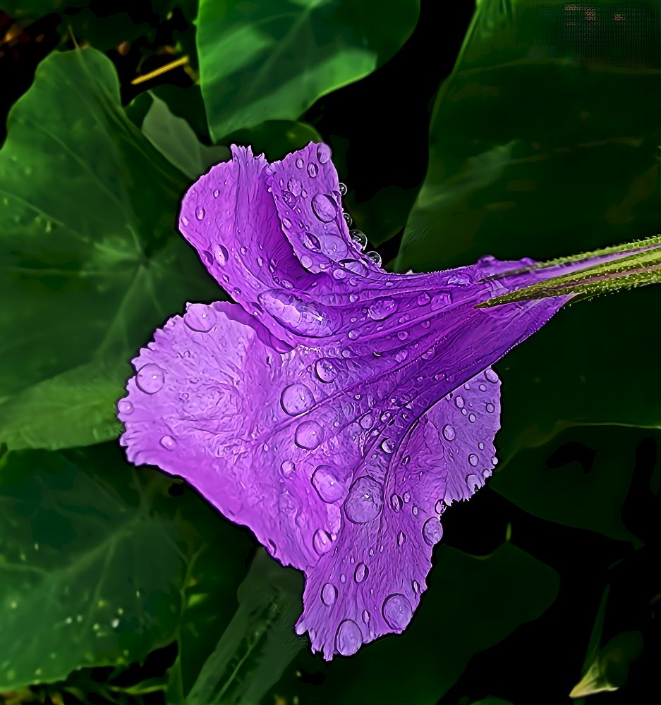 Vibrant Purple Mexican Petunia